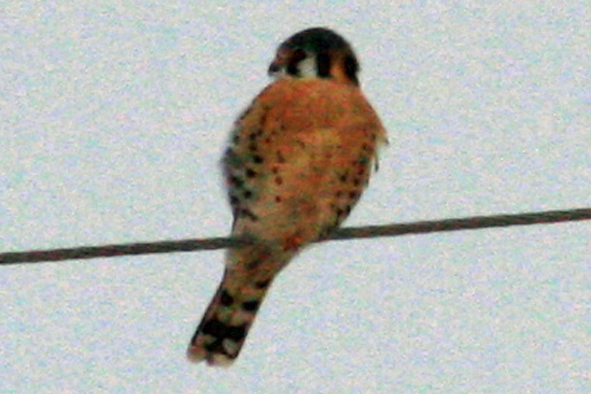 American Kestrel - ML209193351