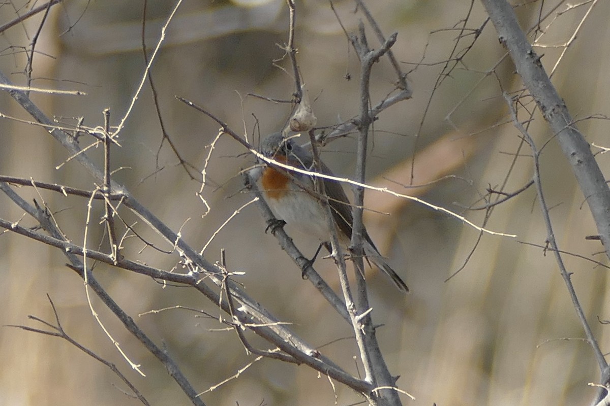 Red-breasted Flycatcher - ML209193751