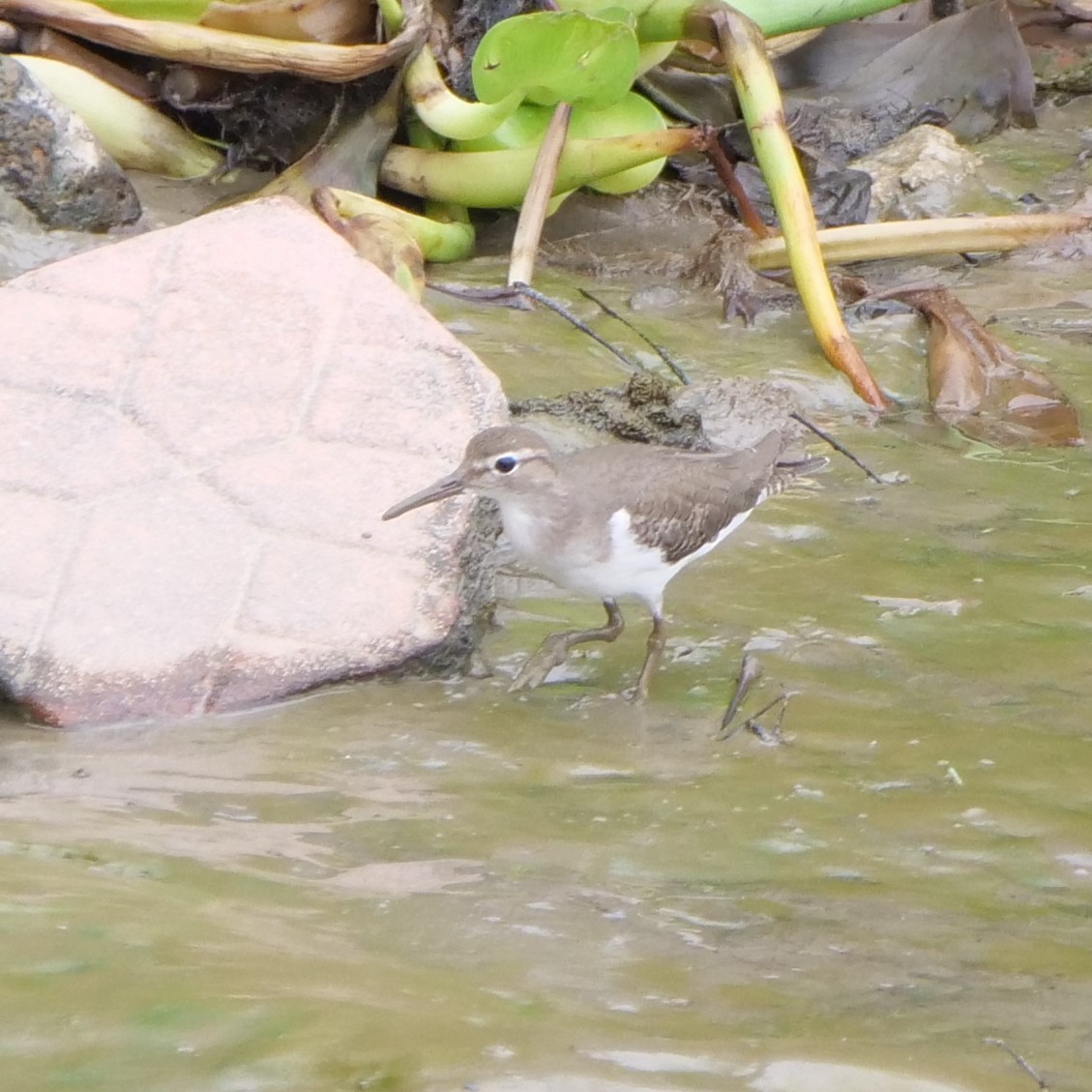 Spotted Sandpiper - ML209193931