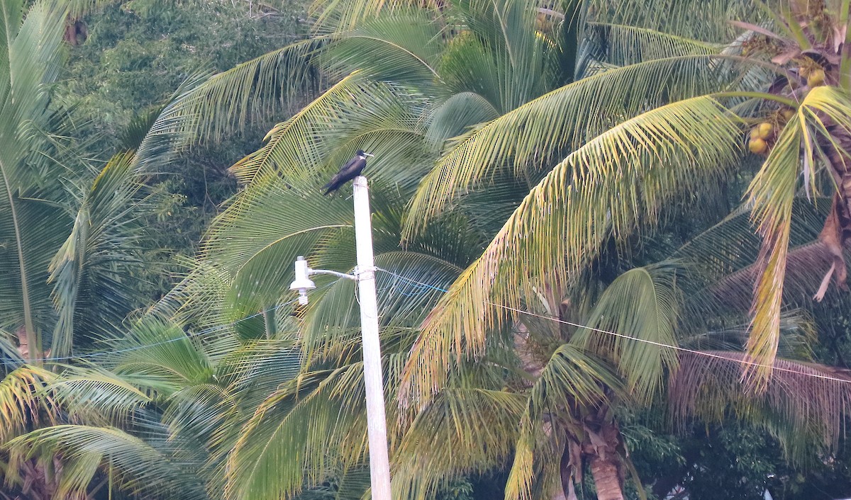 Magnificent Frigatebird - ML209194321