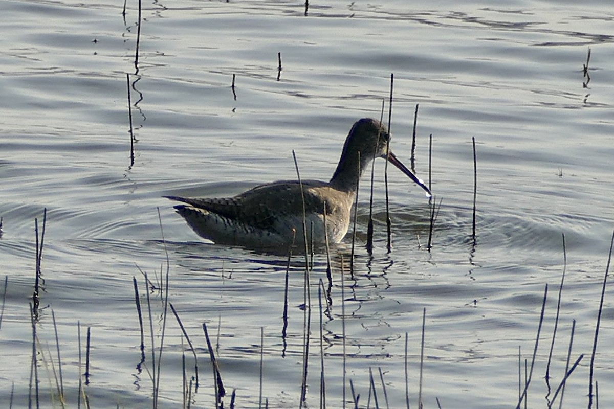 Spotted Redshank - ML209194841
