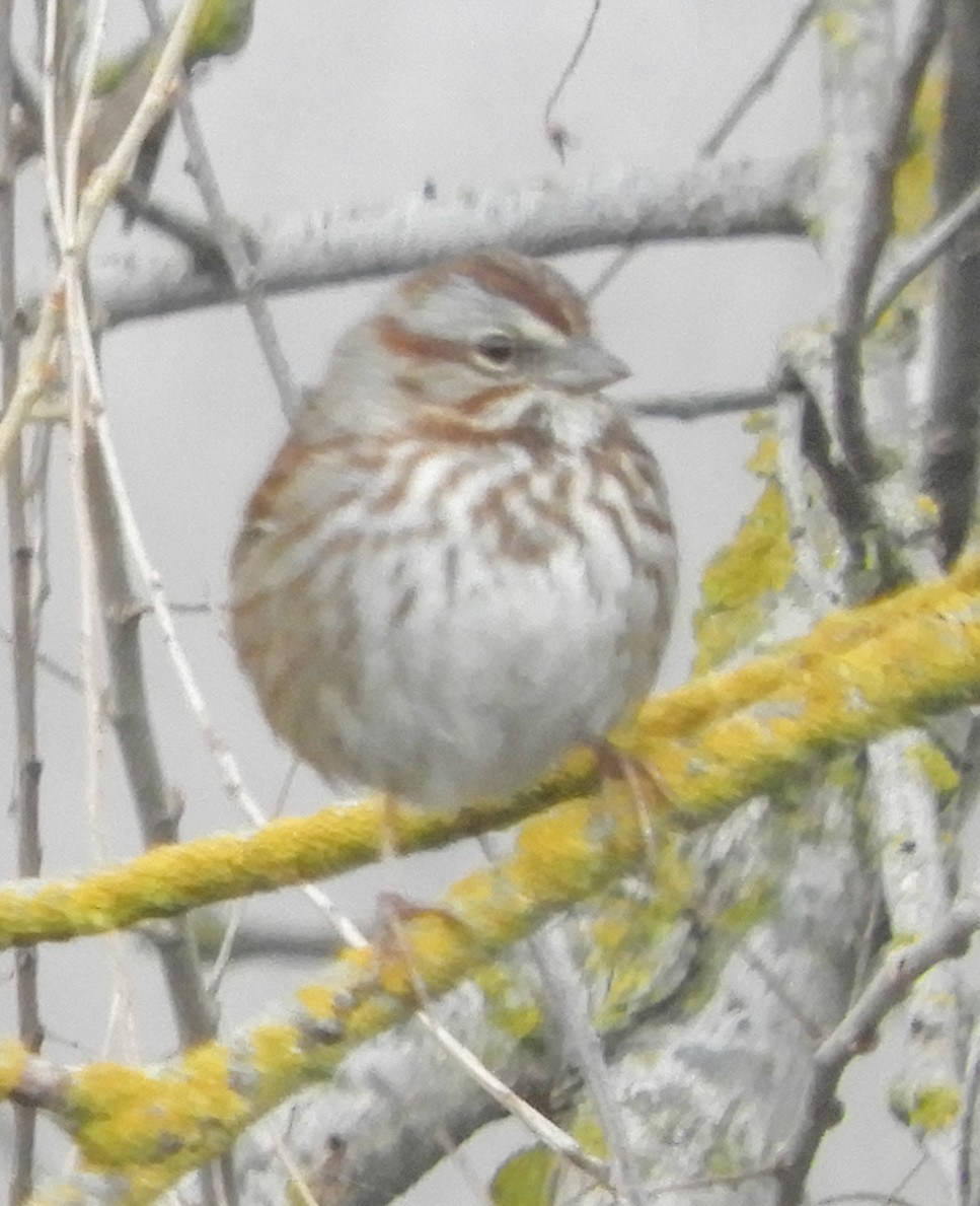 Song Sparrow - ML209195391