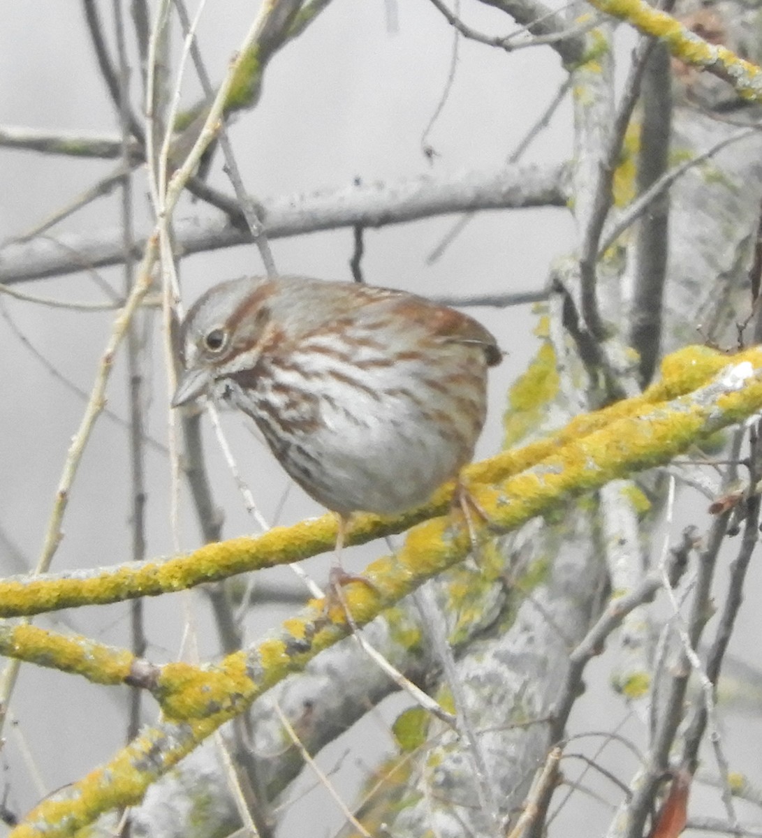 Song Sparrow - Ken Schneider