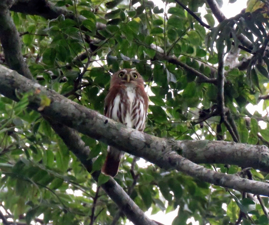 Ferruginous Pygmy-Owl - ML209196121