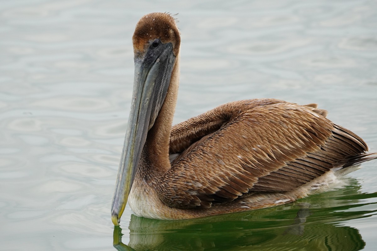 Brown Pelican - ML209196241
