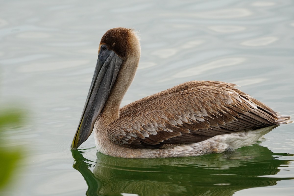 Brown Pelican - ML209196321