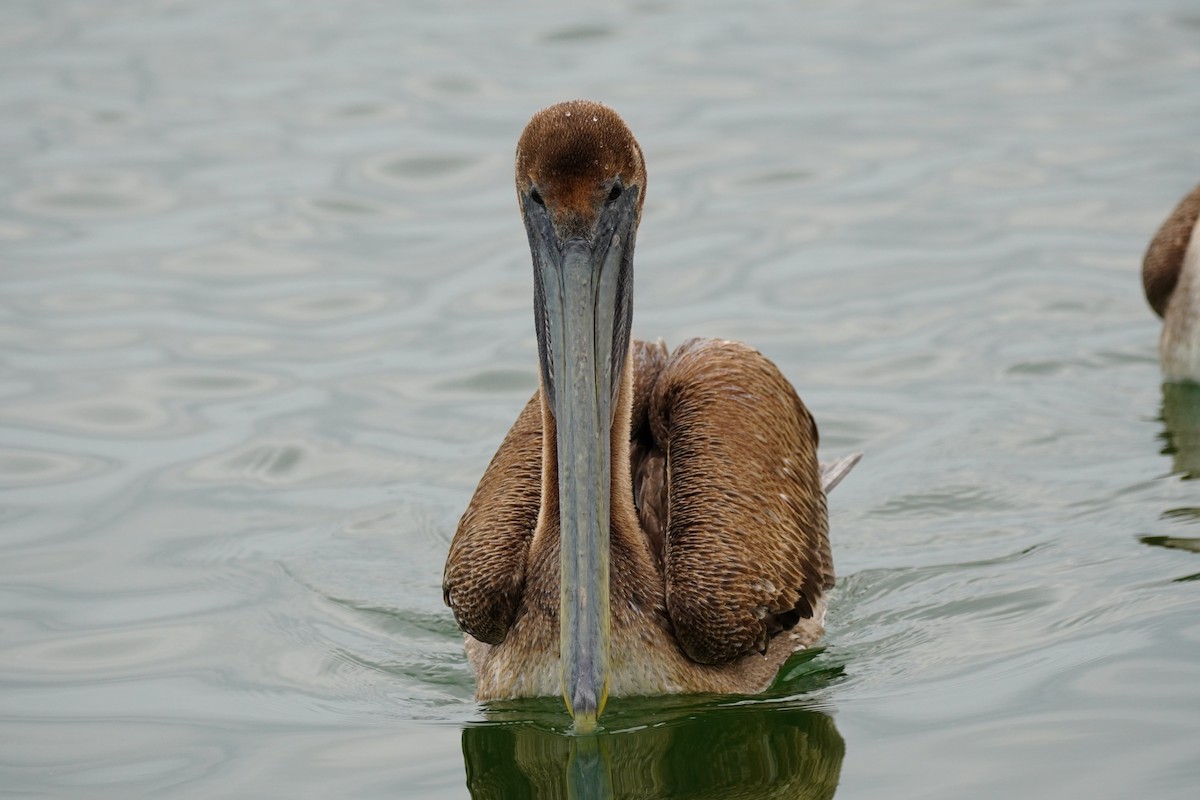 Brown Pelican - ML209196381