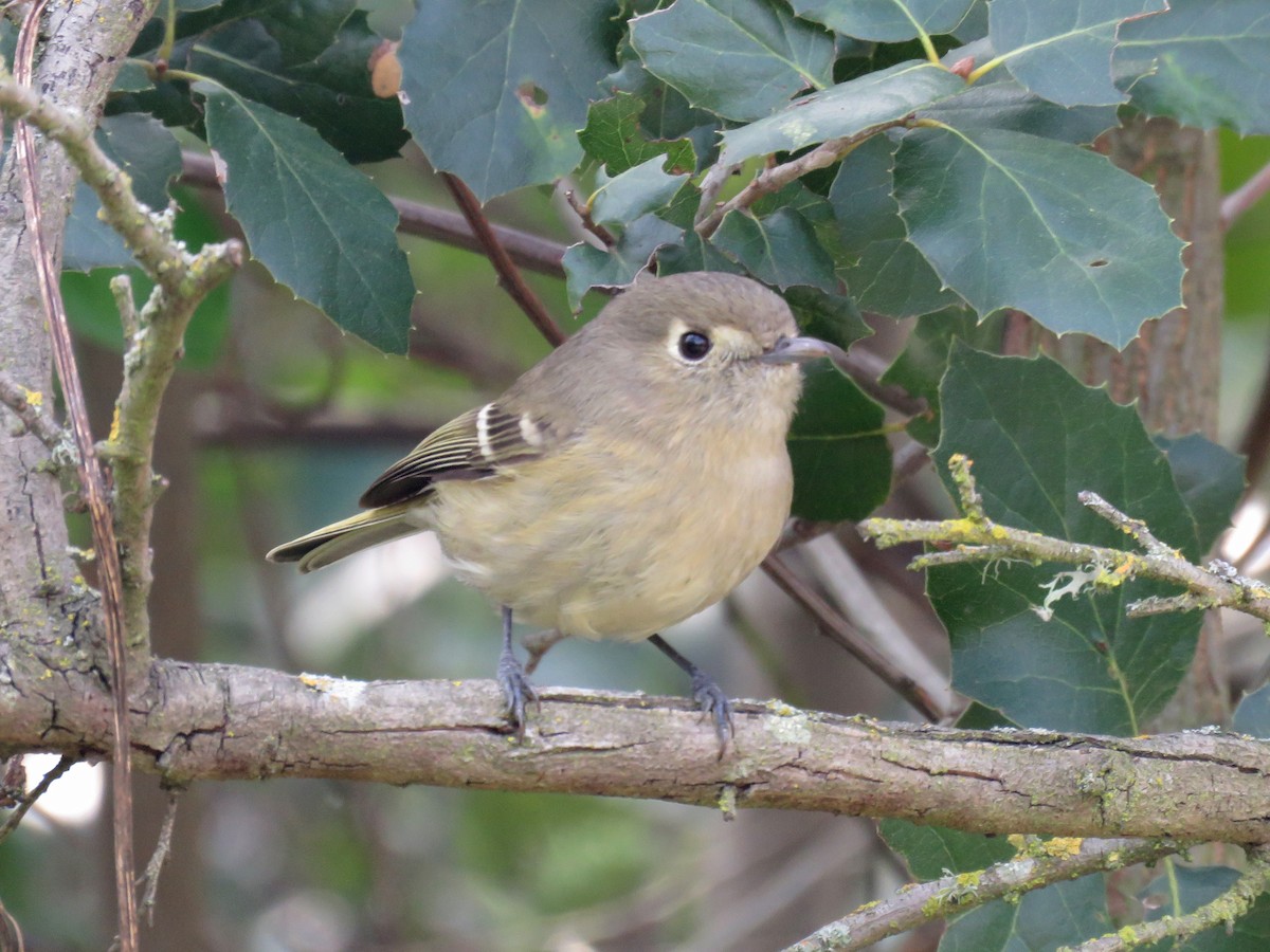 Hutton's Vireo - ML209197721
