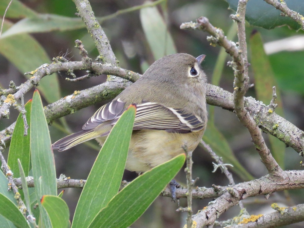 Hutton's Vireo - ML209197741