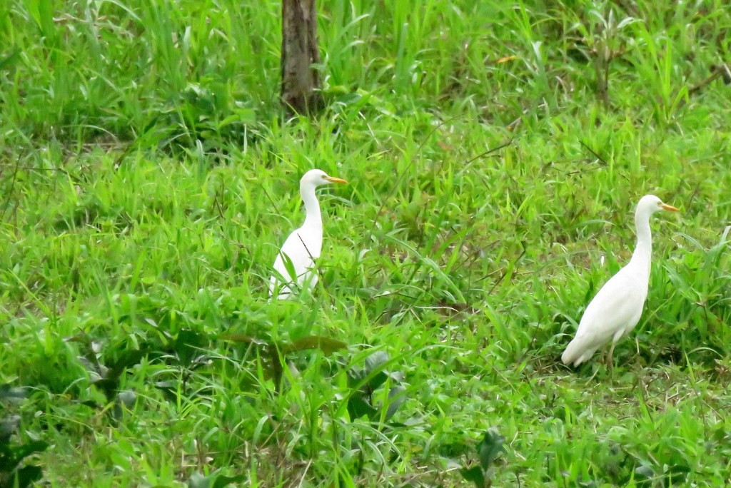 Western Cattle-Egret - ML209198011