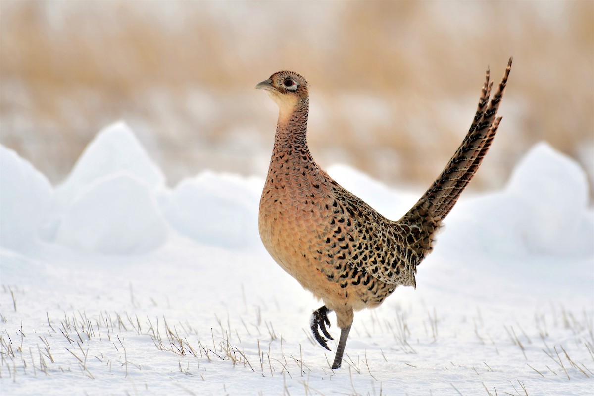 Ring-necked Pheasant - ML209200911