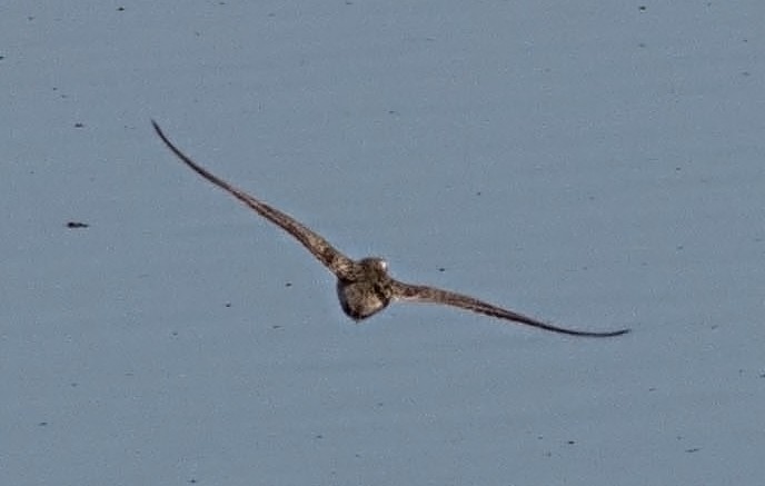 Pacific Golden-Plover - ML20920121