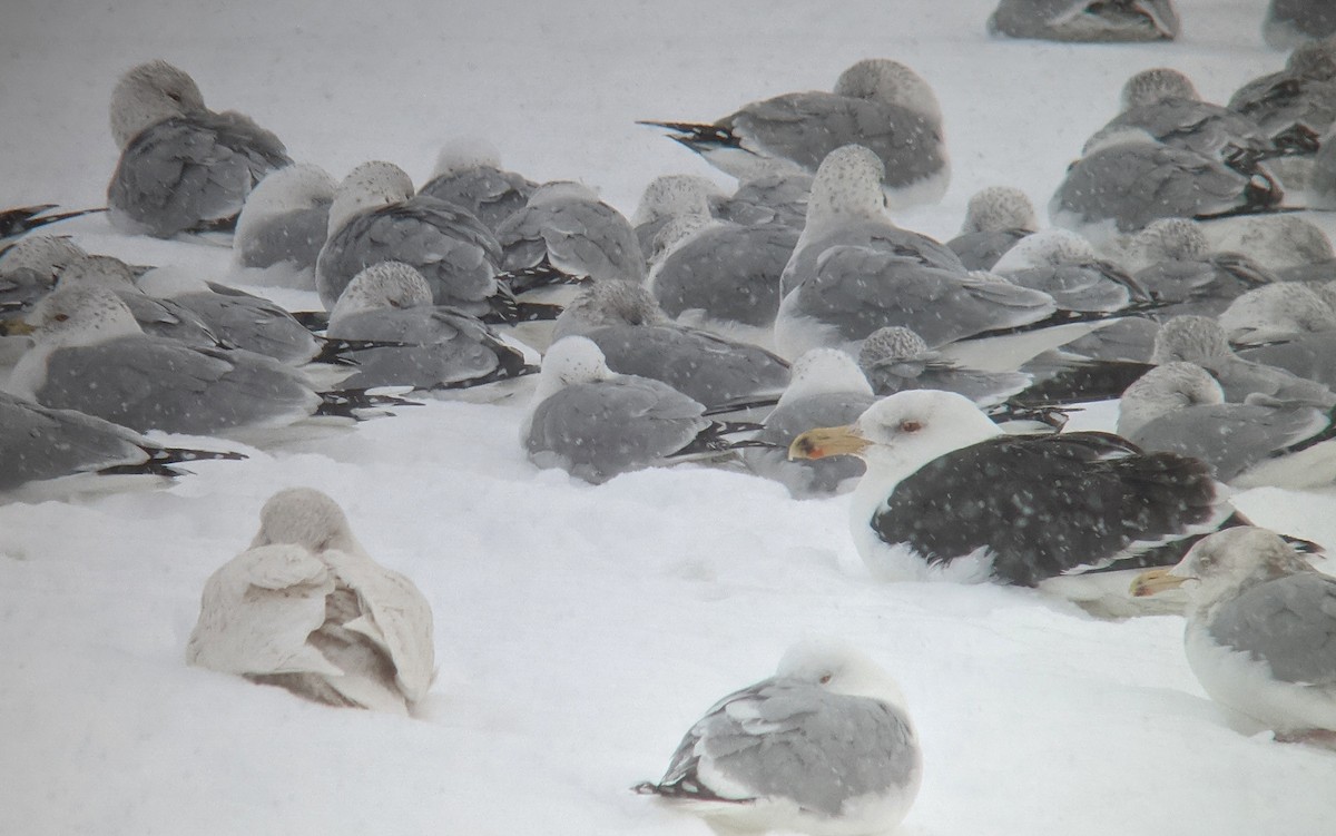 Great Black-backed Gull - Tim Lenz