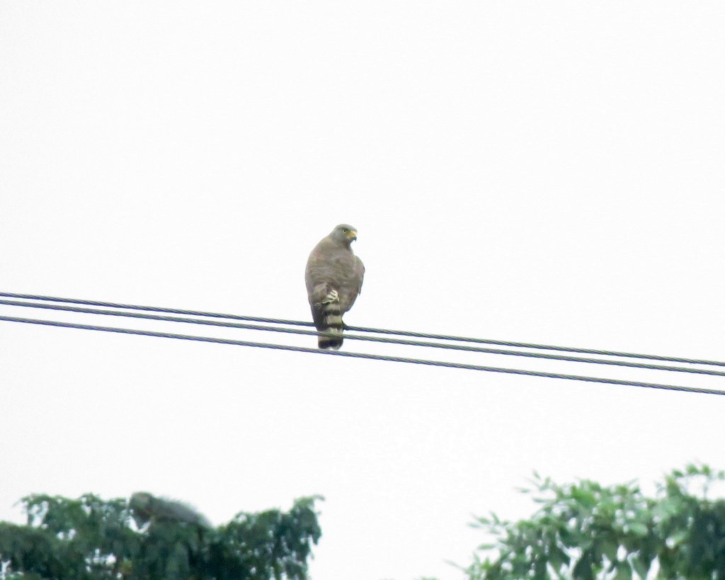 Roadside Hawk - ML209202661