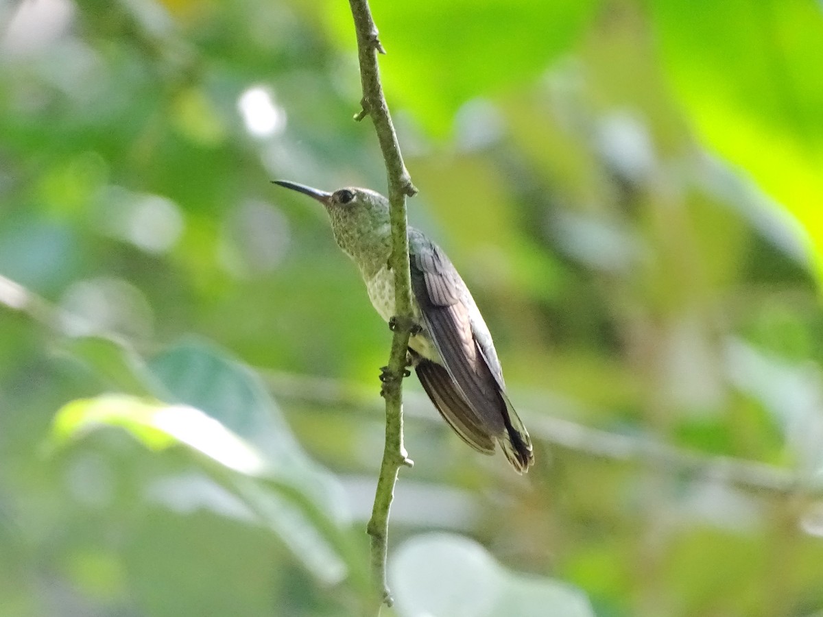 Scaly-breasted Hummingbird - Pablo Bedrossian