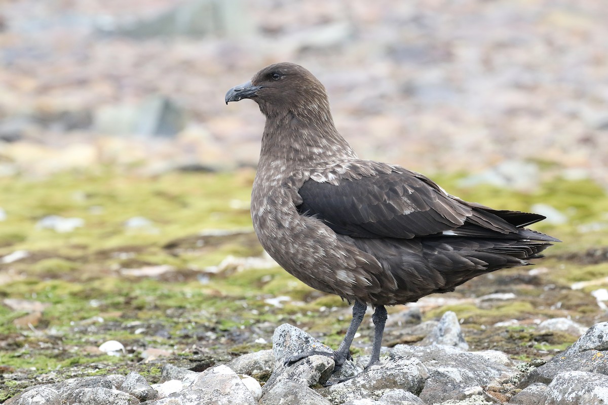 Brown Skua - ML209205831