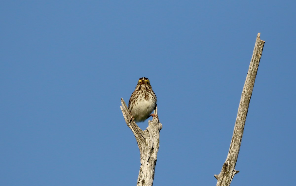 Savannah Sparrow (Savannah) - Jay McGowan