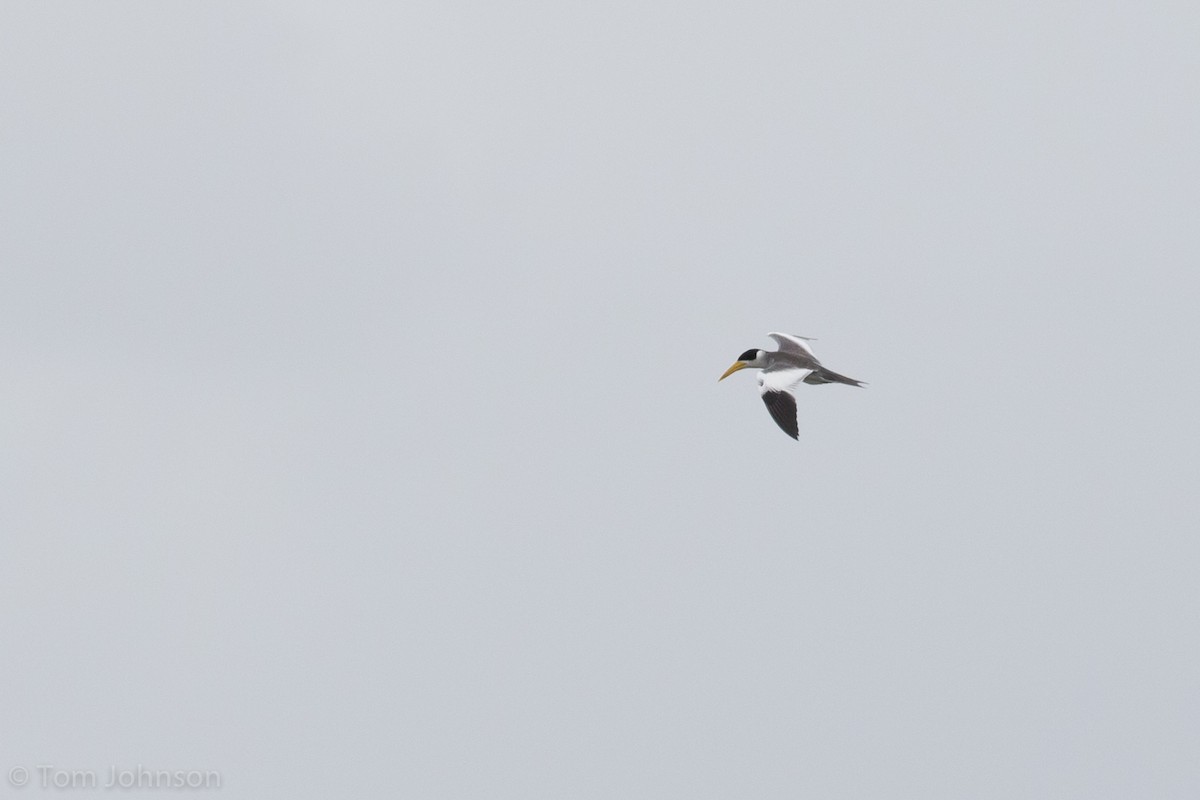 Large-billed Tern - ML209206701