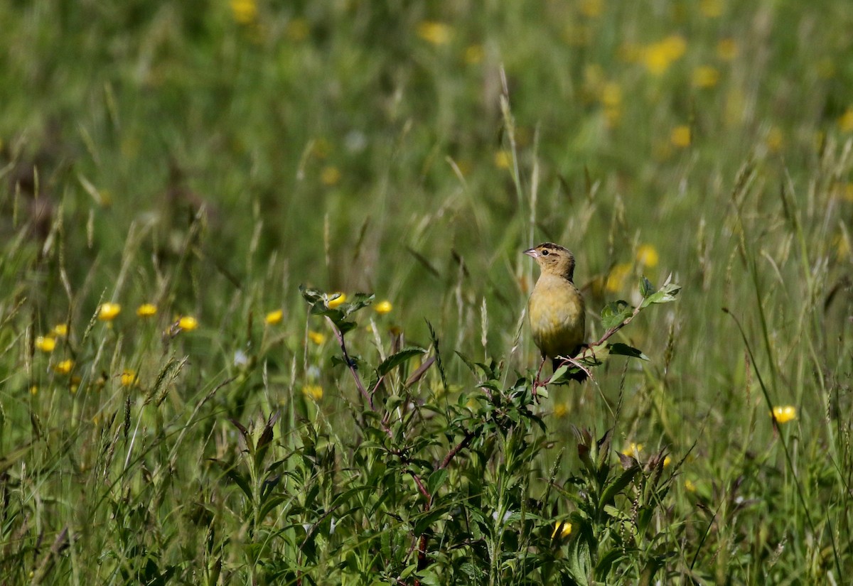 bobolink - ML209207081