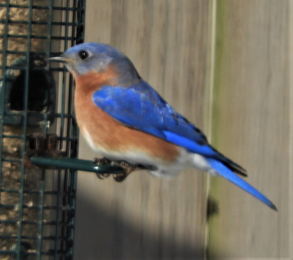 Eastern Bluebird - Paul McKenzie