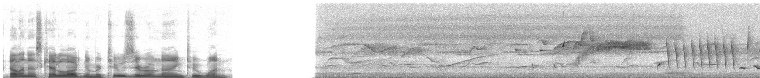 Banded Wren - ML20921