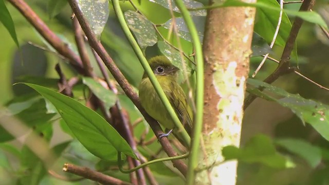 Eye-ringed Flatbill - ML209210011