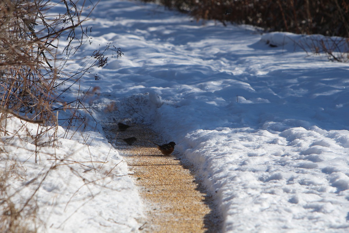 Spotted Towhee - ML209210811