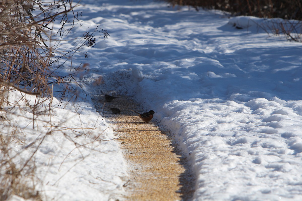 Spotted Towhee - ML209211011