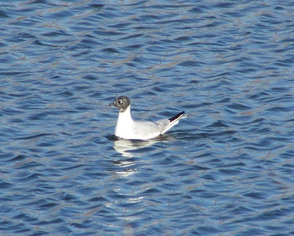 Bonaparte's Gull - ML20921341