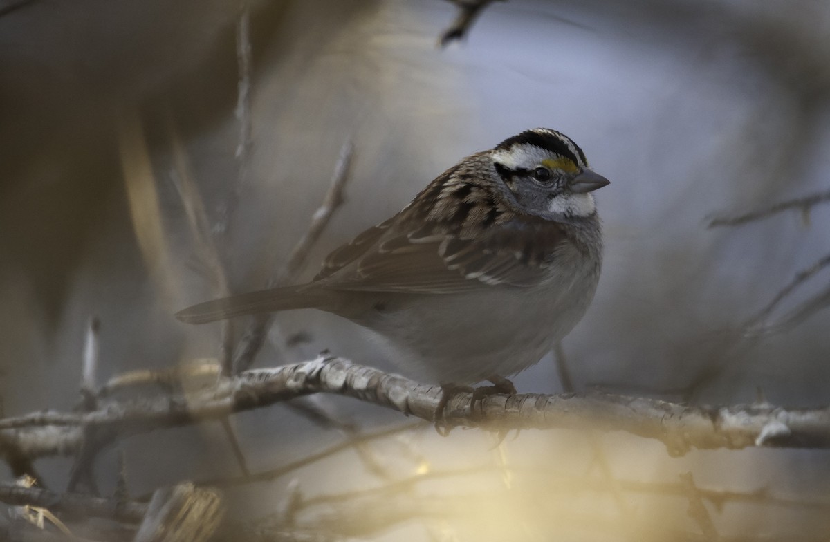 White-throated Sparrow - ML209213911
