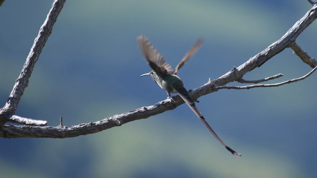 Black-tailed Trainbearer - ML209214201