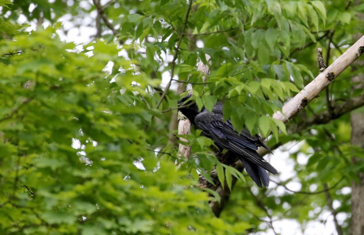 Common Raven - Jay McGowan