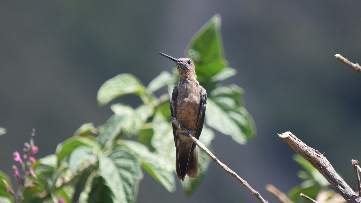 kolibřík velký - ML209214601