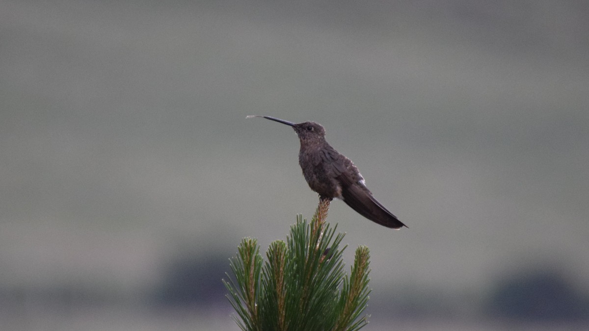 Giant Hummingbird - ML209214631