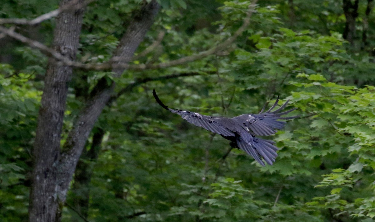 Common Raven - Jay McGowan