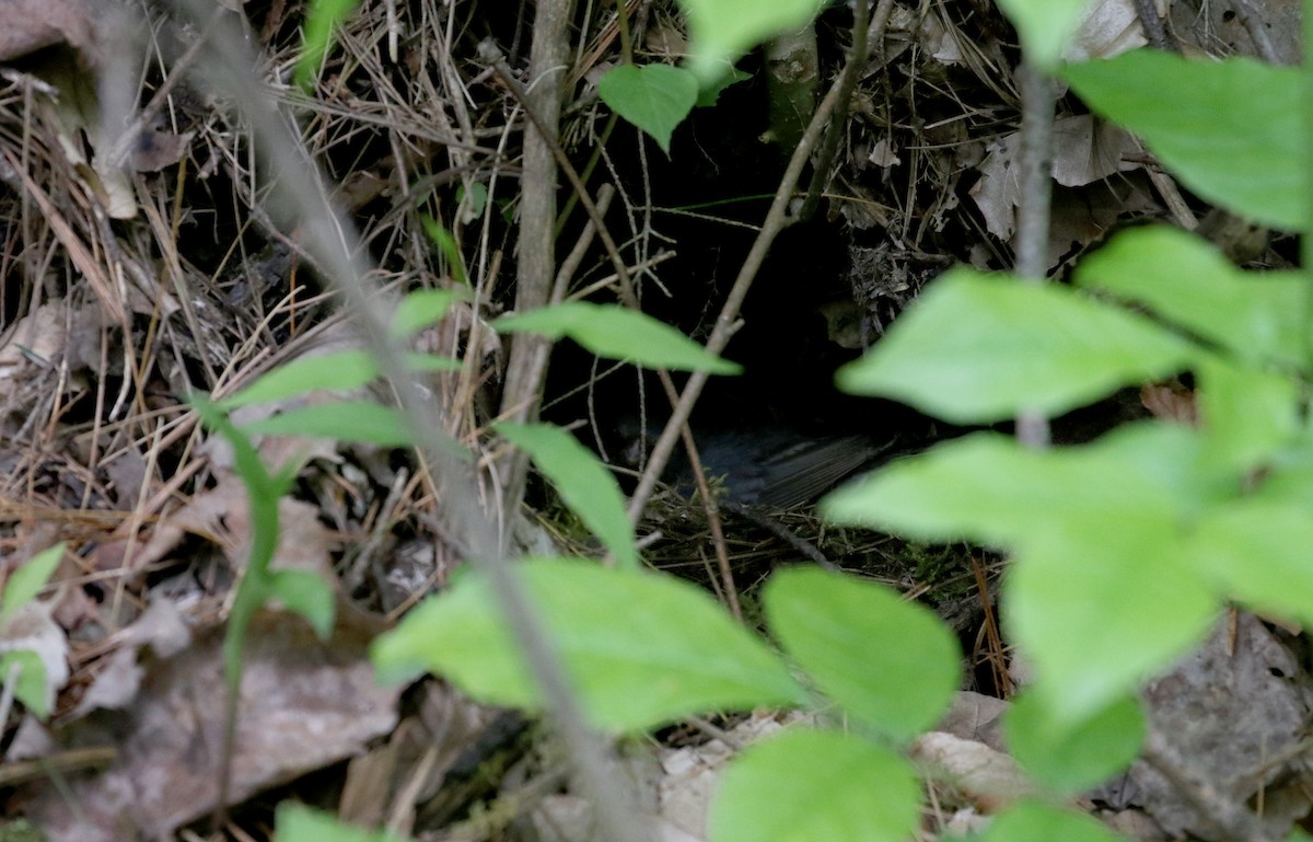 Junco Ojioscuro (hyemalis/carolinensis) - ML209215041