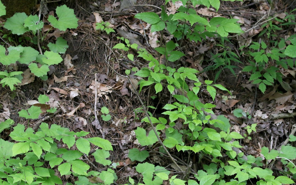 Kara Gözlü Junko (hyemalis/carolinensis) - ML209215081