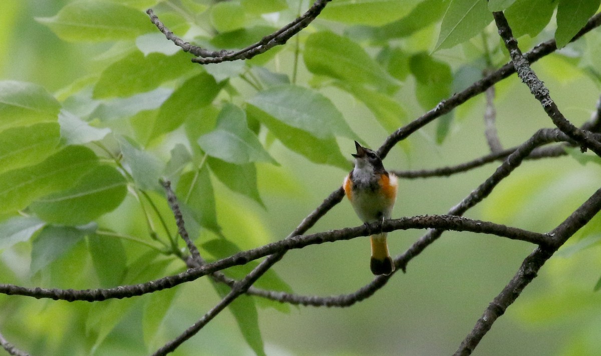 American Redstart - ML209215251