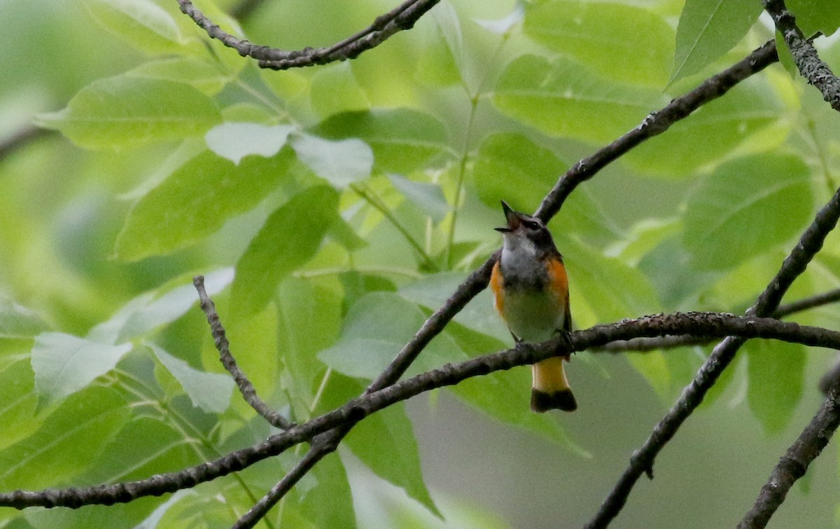 American Redstart - ML209215271