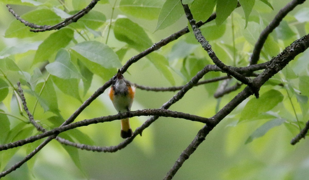 American Redstart - ML209215321