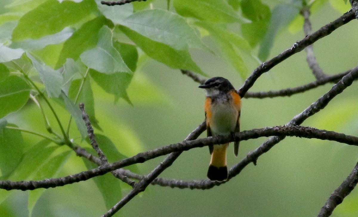 American Redstart - ML209215341