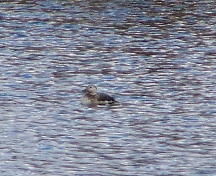 Long-tailed Duck - ML20921611