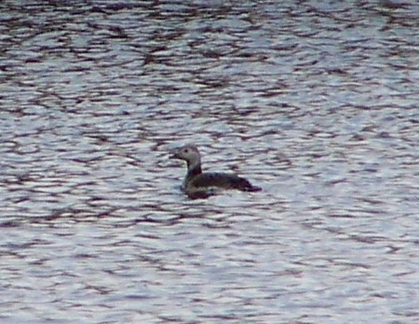 Long-tailed Duck - ML20921621