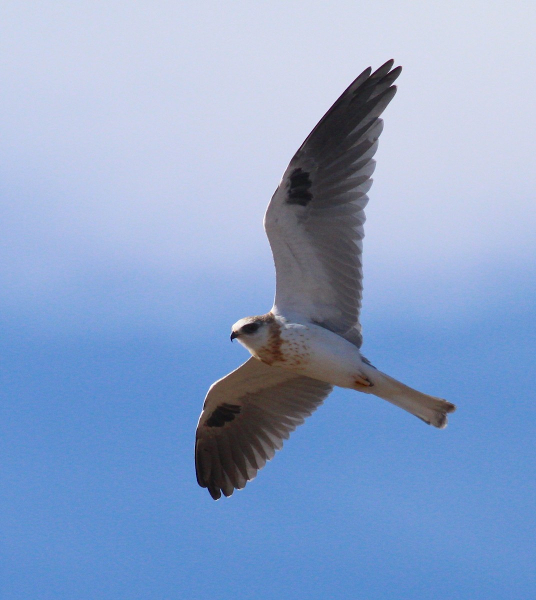 White-tailed Kite - Terry Sohl