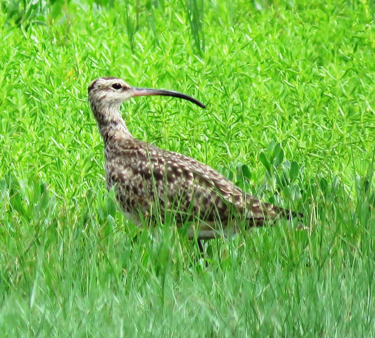 Whimbrel (Hudsonian) - ML209218441