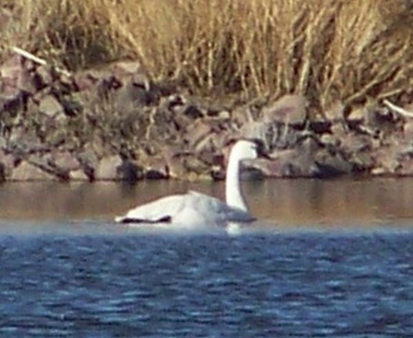 Tundra Swan - ML20921861