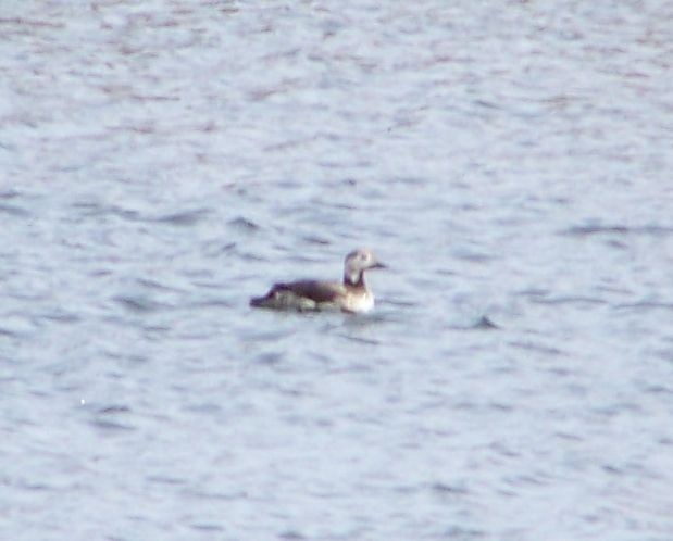 Long-tailed Duck - ML20921901
