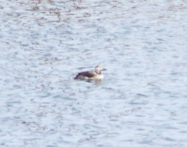 Long-tailed Duck - ML20921911