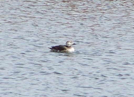 Long-tailed Duck - ML20921921