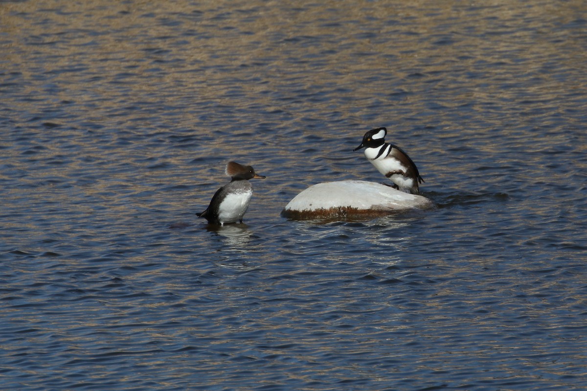 Hooded Merganser - ML209219291